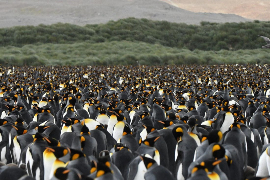 HDS29-25, B Peng King DSC_7383_comp © Karl Phillips - Oceanwide Expeditions.jpg