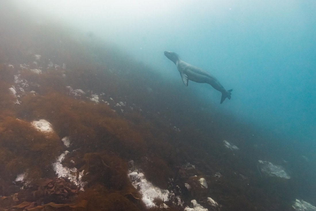 Diving Encounters with a Leopard Seal