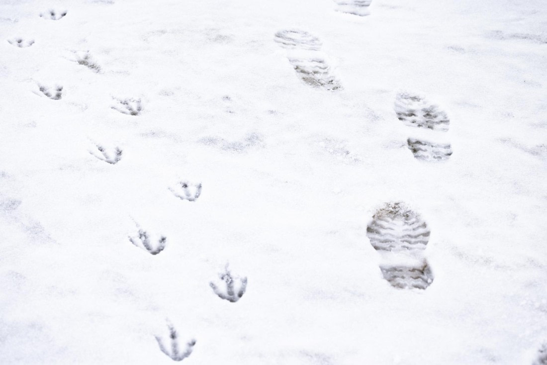 A shared path between unlikely travelers