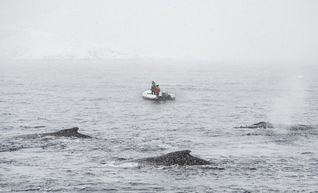 In the company of giants