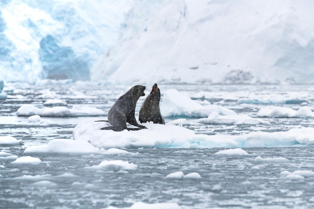 One iceberg in a million