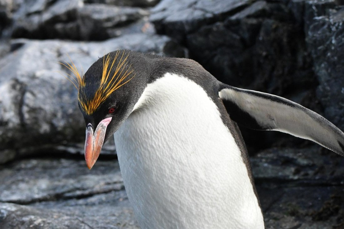 HDS29-25, B Peng Macrni DSC_5110_comp © Karl Phillips - Oceanwide Expeditions.jpg