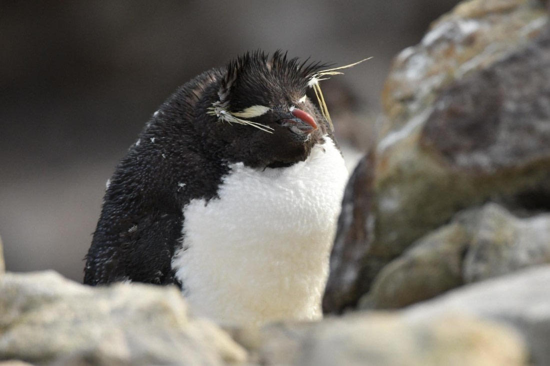 HDS29-25, B Peng SRckHop DSC_4148_comp © Karl Phillips - Oceanwide Expeditions.jpg