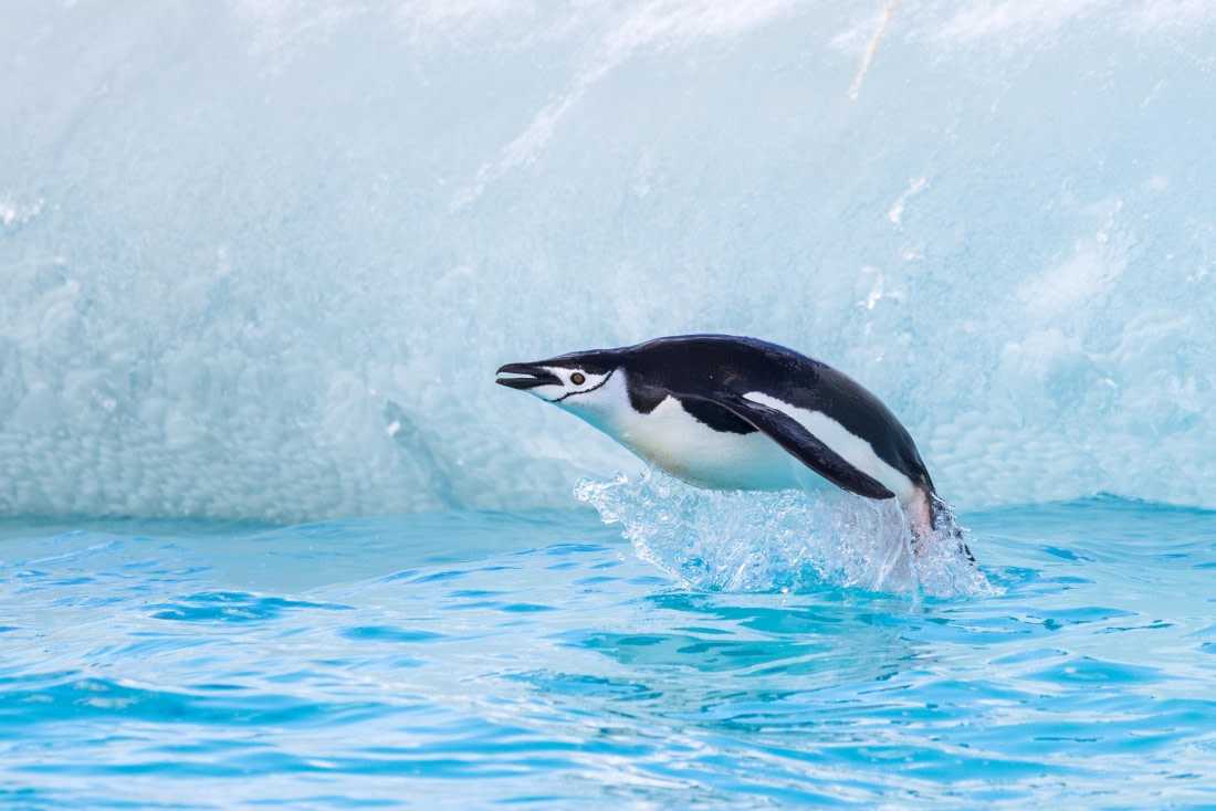 apeacock_HDS28-25_Antarctica_SG-FL_250210-0507.jpg