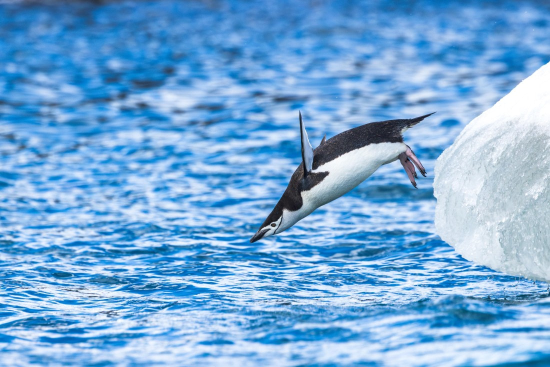 apeacock_HDS28-25_Antarctica_SG-FL_250210-0471.jpg
