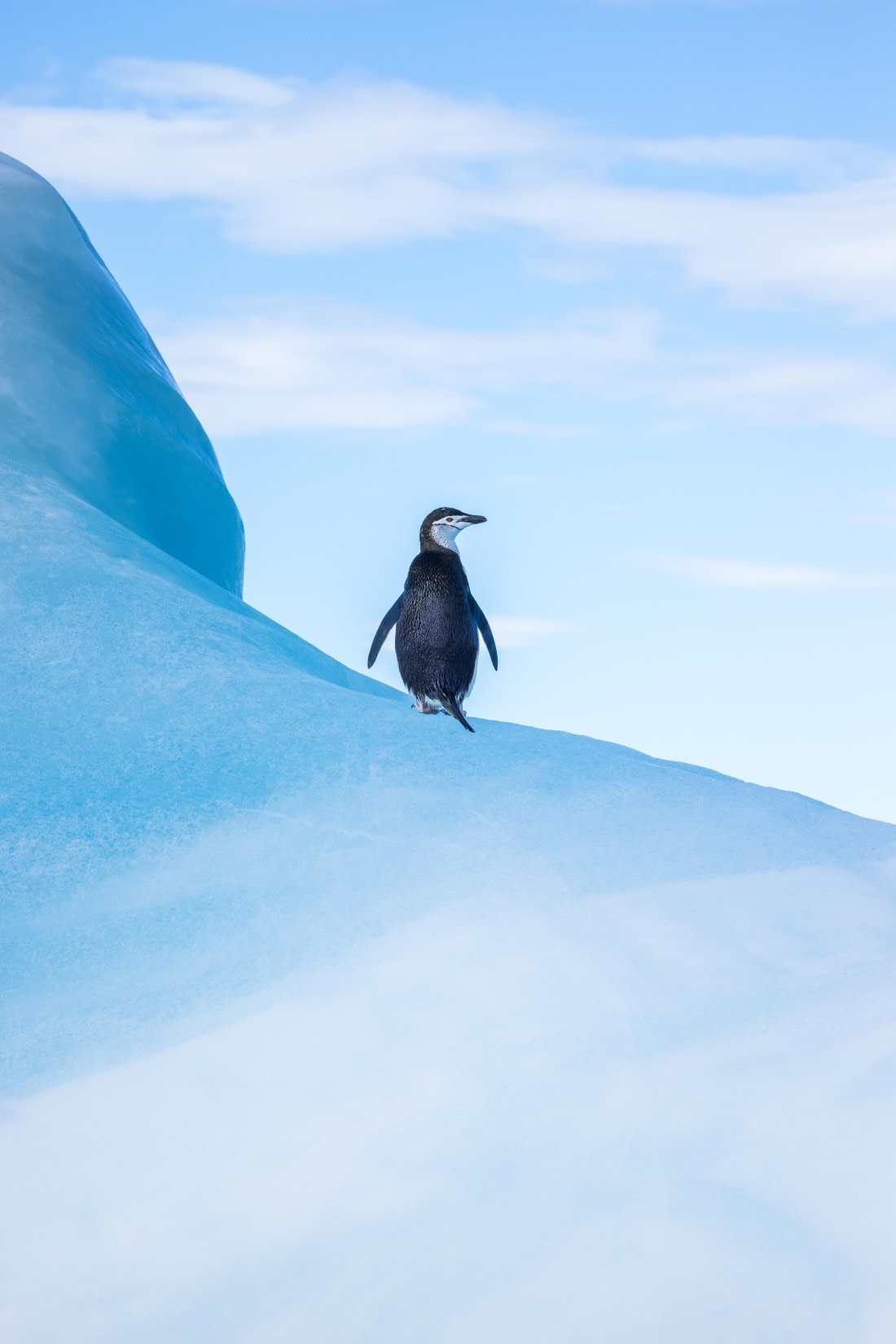 apeacock_HDS28-25_Antarctica_SG-FL_250210-9677.jpg