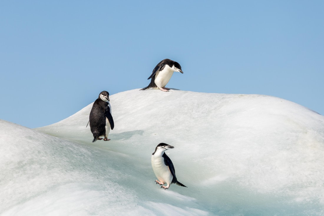 apeacock_HDS28-25_Antarctica_SG-FL_250210-9543.jpg