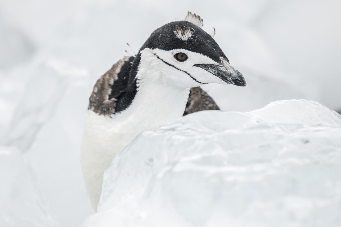 apeacock_HDS28-25_Antarctica_SG-FL_250213-1968.jpg