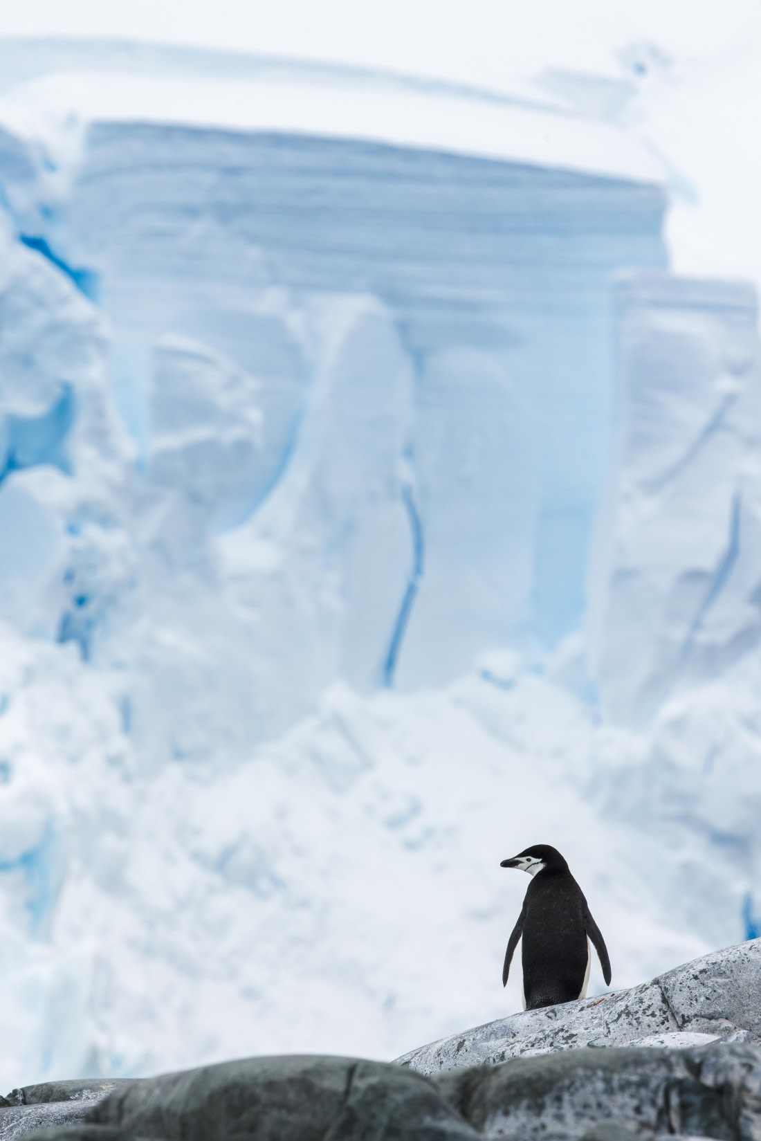 apeacock_HDS28-25_Antarctica_SG-FL_250215-4044.jpg