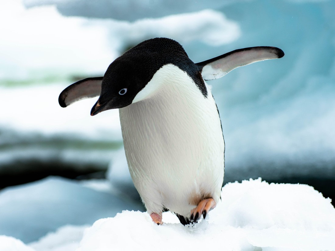 HDS25A22_Day 5, Adelie penguin © Alexander Romanovskiy - Oceanwide Expeditions.jpg