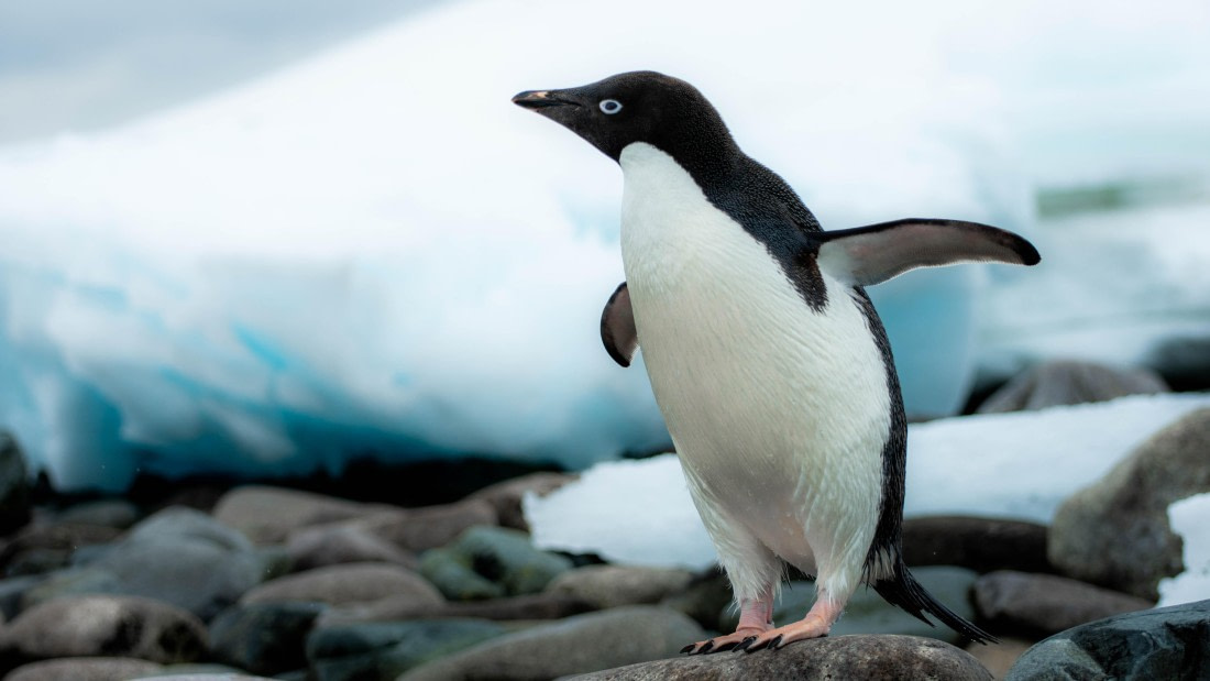 HDS25A22_Day 5, Adelie penguin © Alexander Romanovskiy - Oceanwide Expeditions (1).jpg