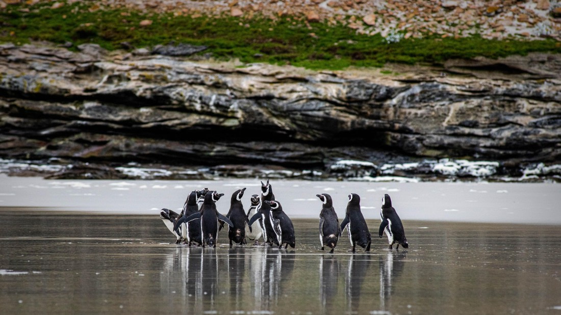 HDS26-25, Day 3, RLO_0904 © Alexander Romanovskiy - Oceanwide Expeditions.jpg