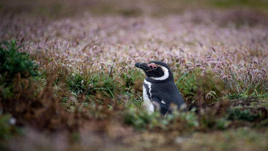 HDS26-25, Day 3, RLO_0590 © Alexander Romanovskiy - Oceanwide Expeditions.jpg