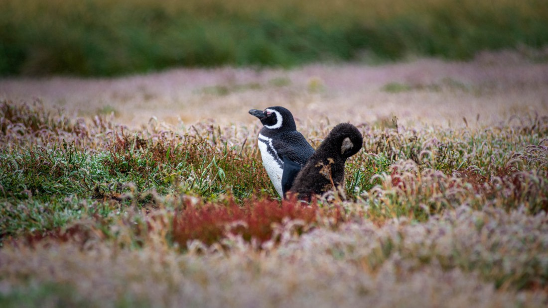HDS26-25, Day 3, RLO_0566 © Alexander Romanovskiy - Oceanwide Expeditions.jpg