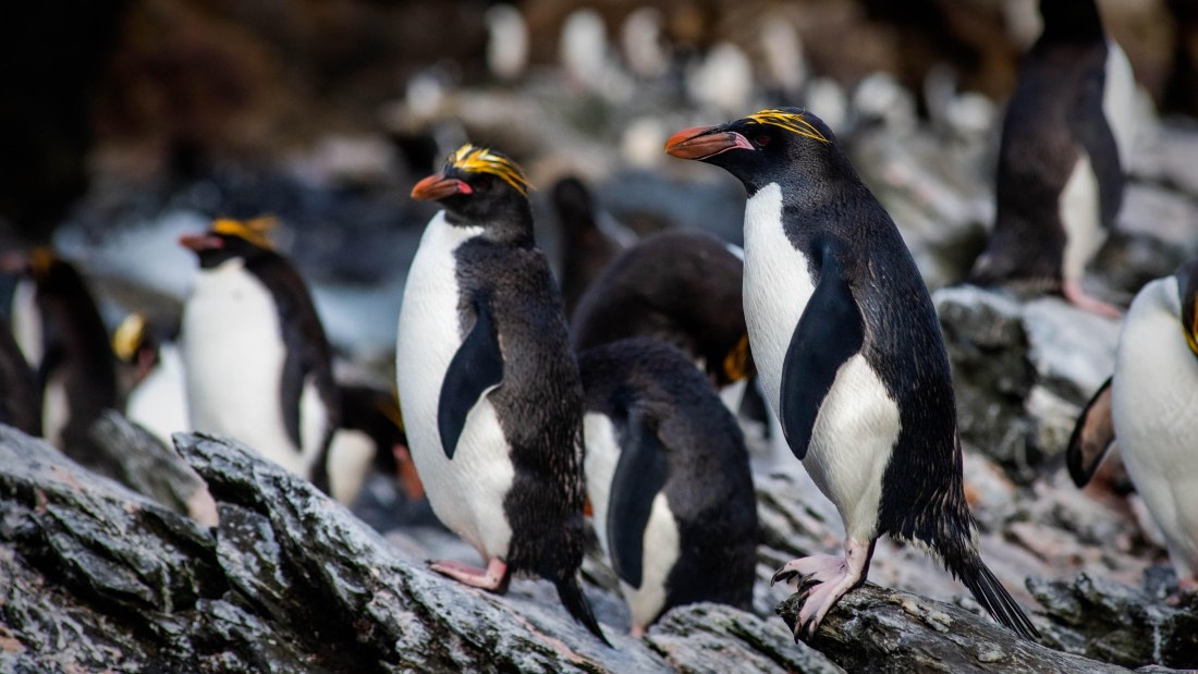 HDS29-25, Day 8, RLO_2243 © Alexander Romanovskiy - Oceanwide Expeditions.jpg