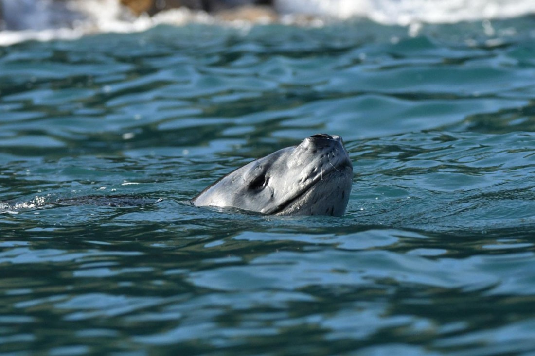 HDS29-25, M P Seal Leop DSC_4914_comp © Karl Phillips - Oceanwide Expeditions.jpg