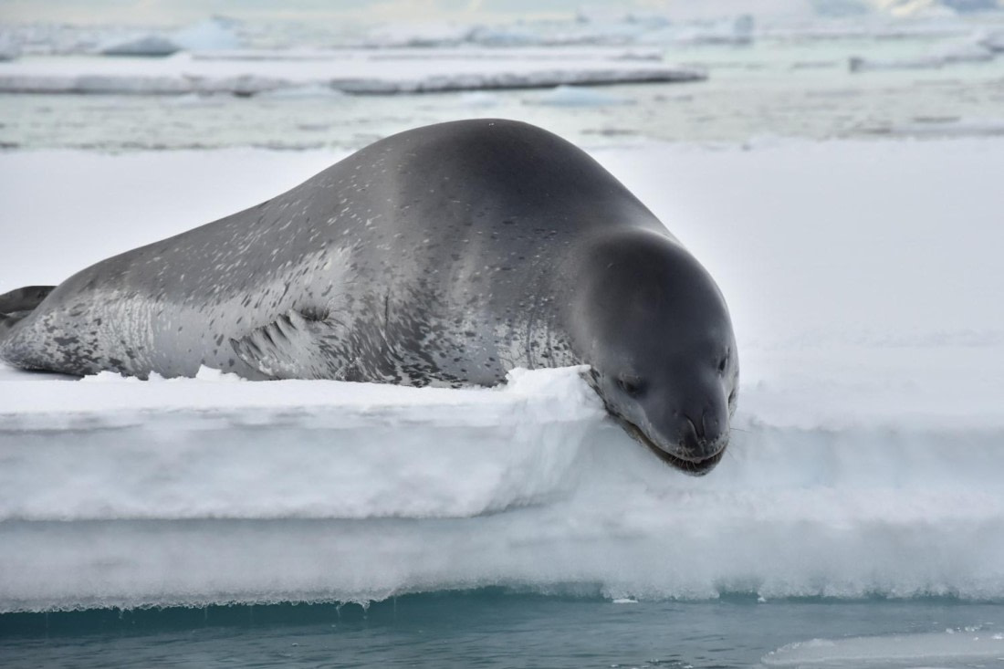 HDS29-25, M P Seal Leop DSC_1298_comp © Karl Phillips - Oceanwide Expeditions.jpg