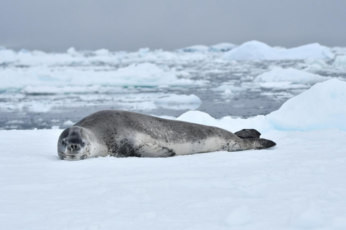 HDS29-25, M P Seal Leop DSC_1729_comp © Karl Phillips - Oceanwide Expeditions.jpg