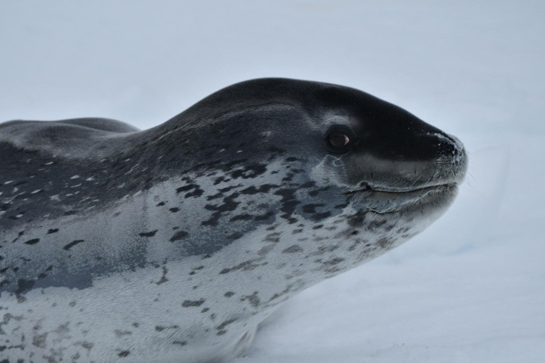 HDS29-25, M P Seal Leop DSC_1748_comp © Karl Phillips - Oceanwide Expeditions.jpg