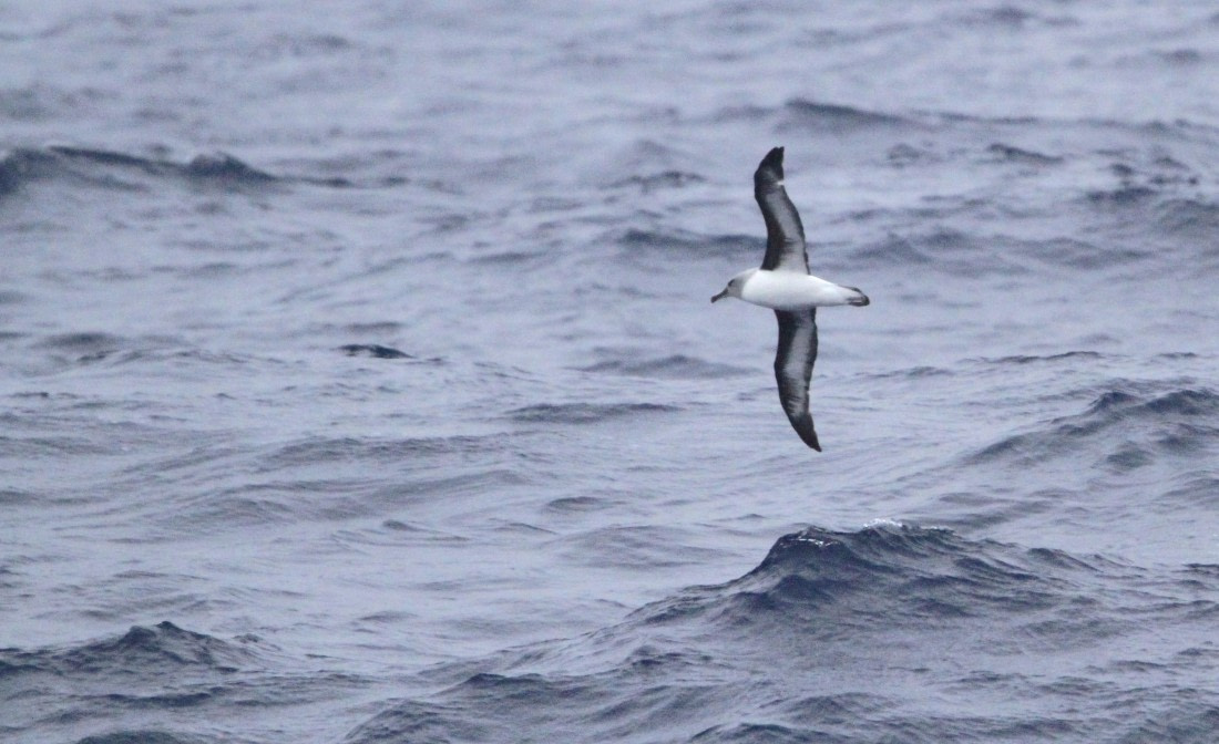 PLA32-25, Day 4, IMG_1633 © Unknown photographer - Oceanwide Expeditions.JPG