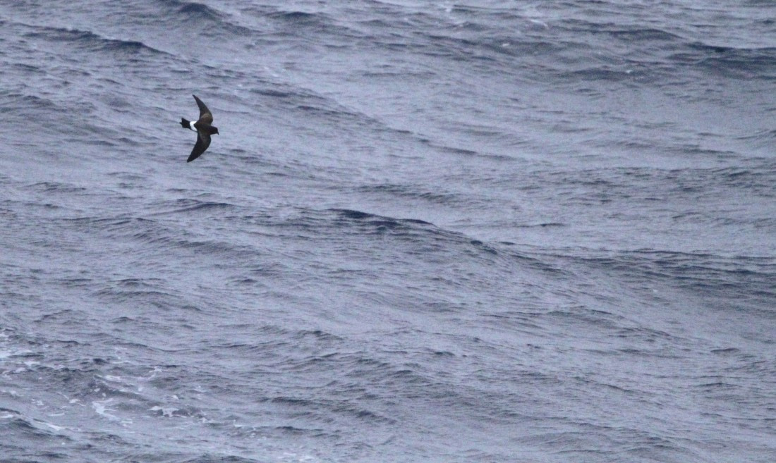 PLA32-25, Day 4, IMG_1640 © Unknown photographer - Oceanwide Expeditions.JPG