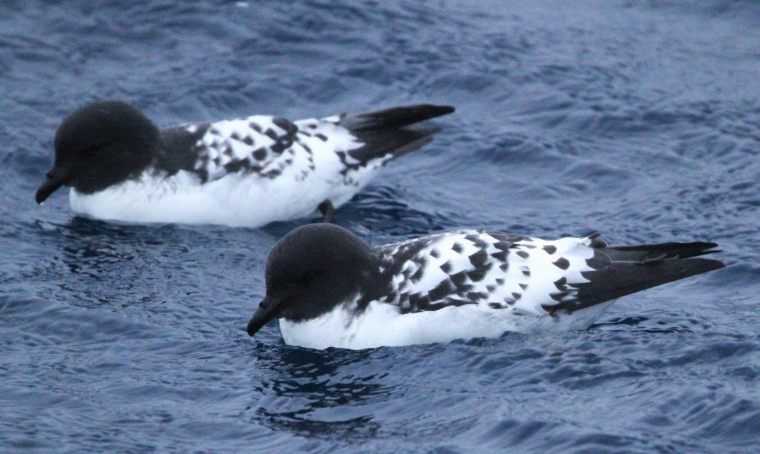 PLA32-25, Day 5, IMG_1757 © Unknown photographer - Oceanwide Expeditions.JPG