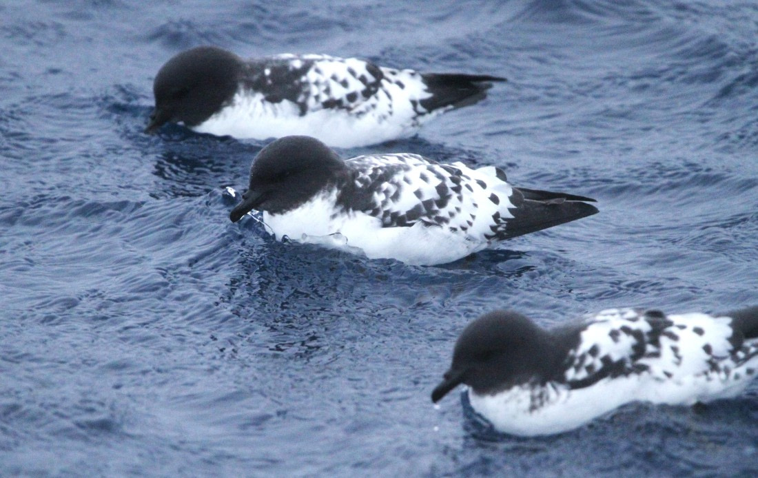 PLA32-25, Day 5, IMG_1760 © Unknown photographer - Oceanwide Expeditions.JPG