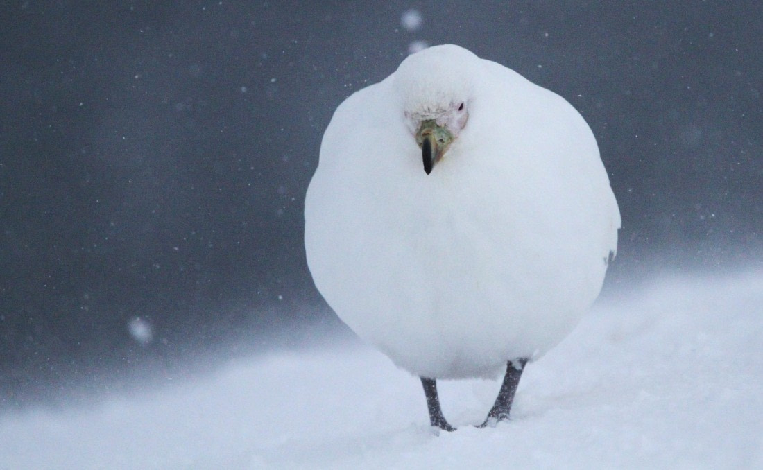 PLA32-25, Day 5, IMG_1828 © Unknown photographer - Oceanwide Expeditions.JPG