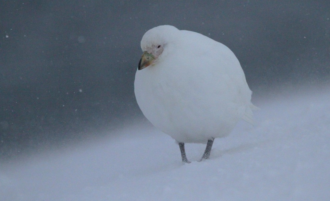 PLA32-25, Day 5, IMG_1846 © Unknown photographer - Oceanwide Expeditions.JPG