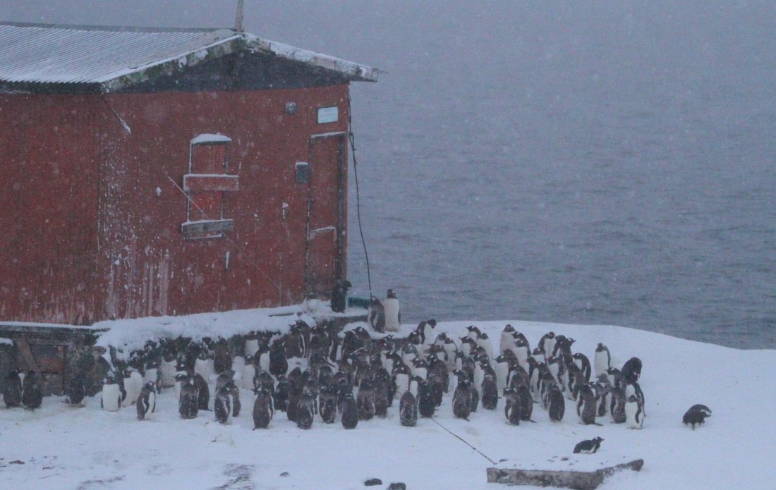 PLA32-25, Day 5, IMG_1932 © Unknown photographer - Oceanwide Expeditions.JPG