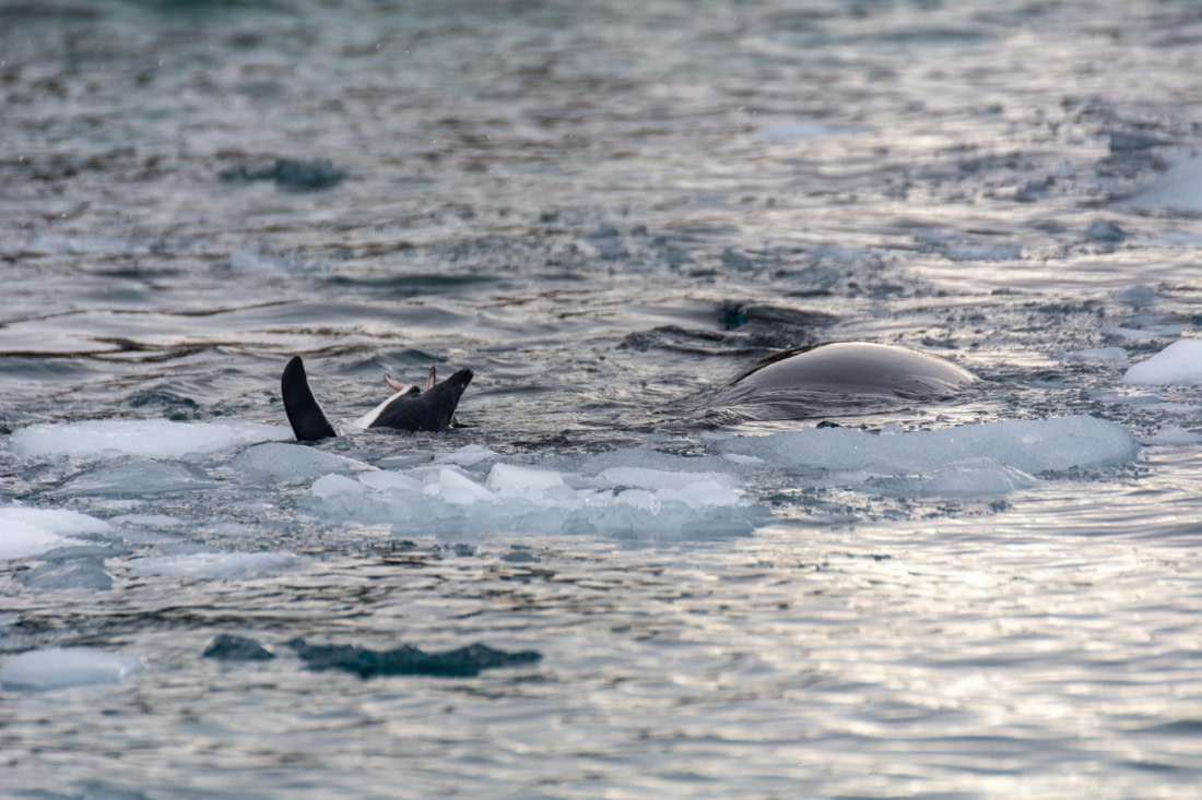 PLA32-25, Day 5, Marco_ (2) © Marco Rosso - Oceanwide Expeditions.jpg