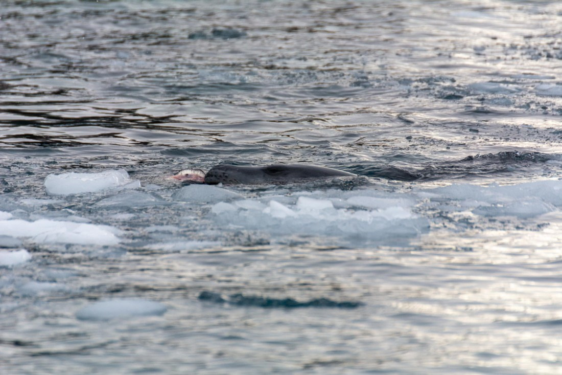 PLA32-25, Day 5, Marco_ (3) © Marco Rosso - Oceanwide Expeditions.jpg