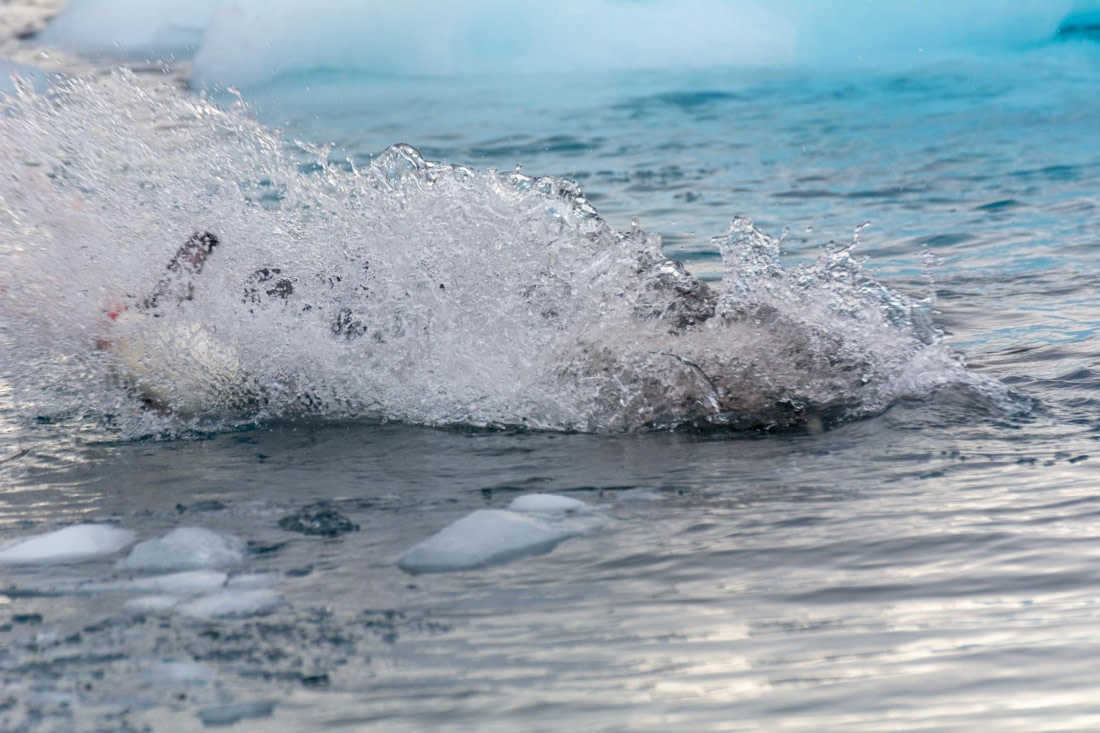 PLA32-25, Day 5, Marco_ (4) © Marco Rosso - Oceanwide Expeditions.jpg