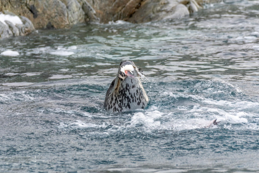 PLA32-25, Day 5, Marco_ (8) © Marco Rosso - Oceanwide Expeditions.jpg