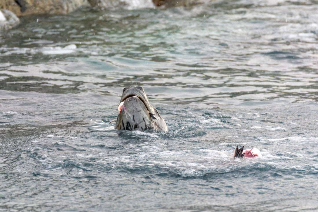 PLA32-25, Day 5, Marco_ (9) © Marco Rosso - Oceanwide Expeditions.jpg