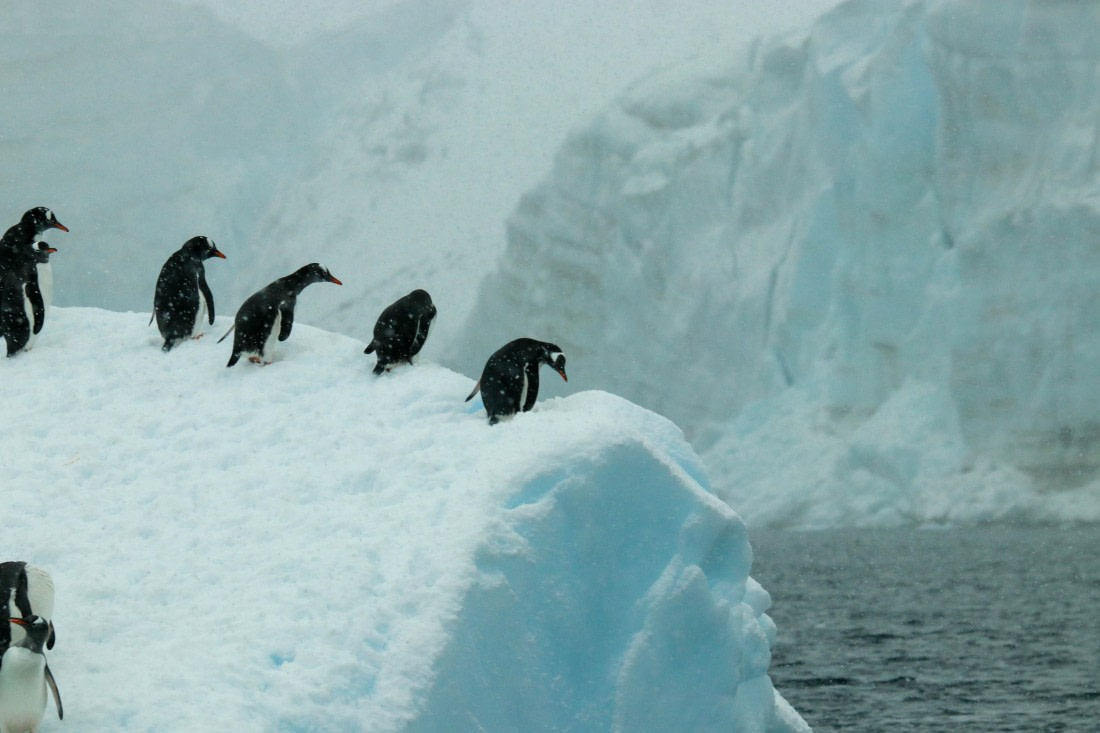 PLA32-25, Day 6, IMG_7714 © Unknown photographer - Oceanwide Expeditions.jpg