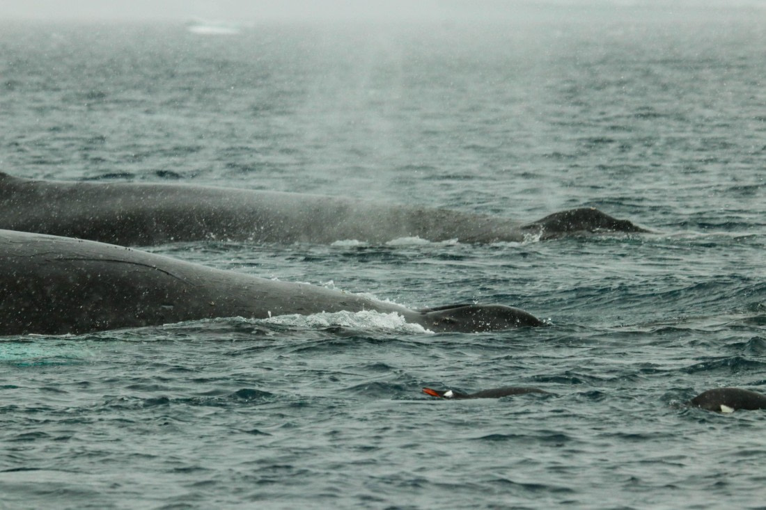 PLA32-25, Day 6, IMG_7721 © Unknown photographer - Oceanwide Expeditions.jpg