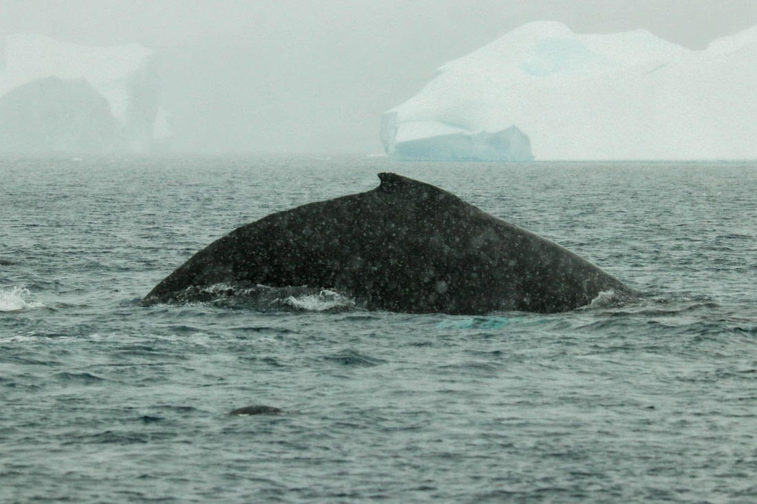 PLA32-25, Day 6, IMG_7728 © Unknown photographer - Oceanwide Expeditions.jpg