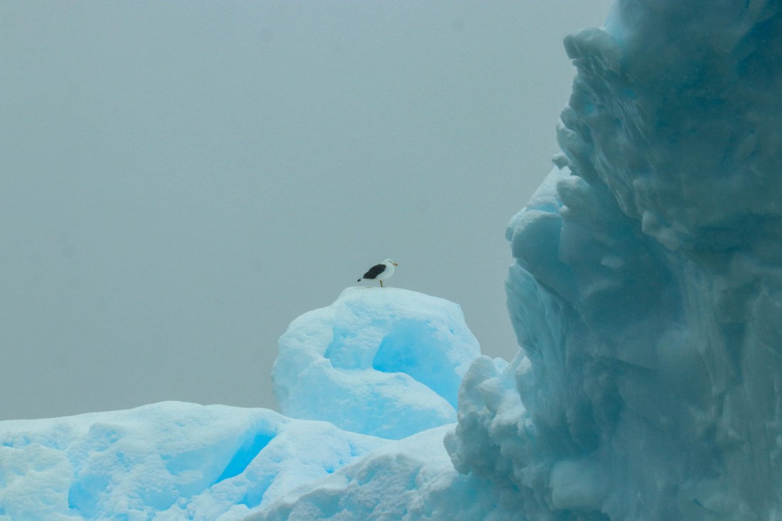 PLA32-25, Day 6, IMG_7742 © Unknown photographer - Oceanwide Expeditions.jpg