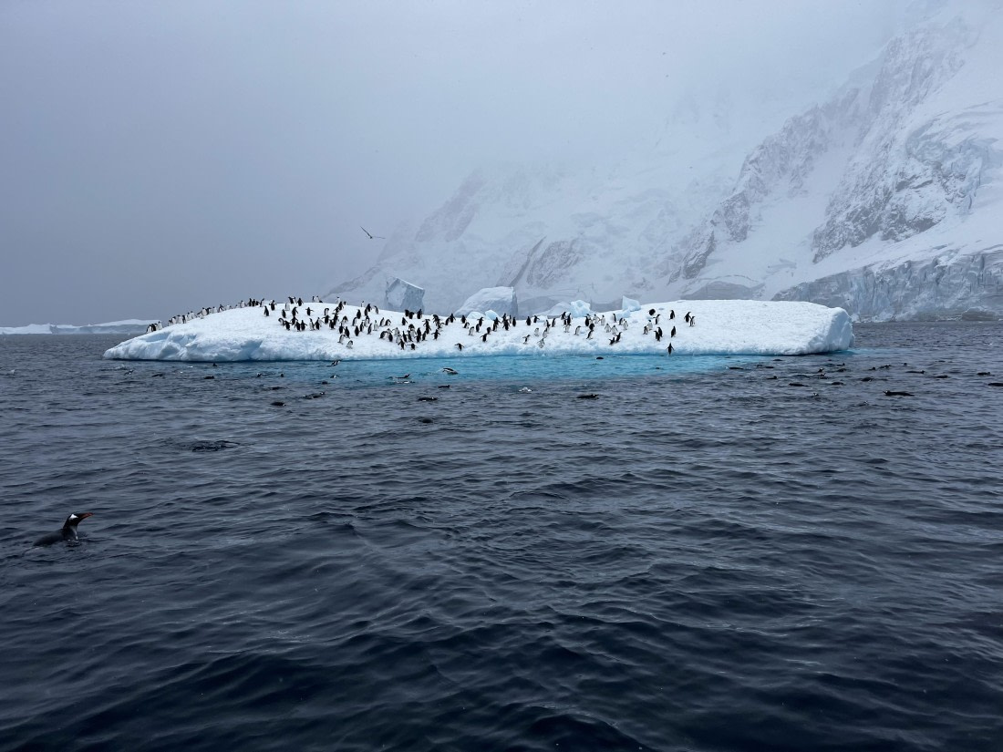 PLA32-25, Day 6, IMG_8398 © Unknown photographer - Oceanwide Expeditions.jpg