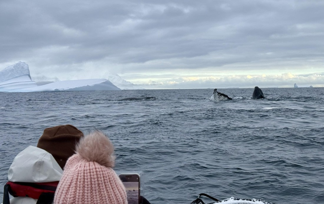 PLA32-25, Day 7, IMG_7949 © Unknown photographer - Oceanwide Expeditions.jpg