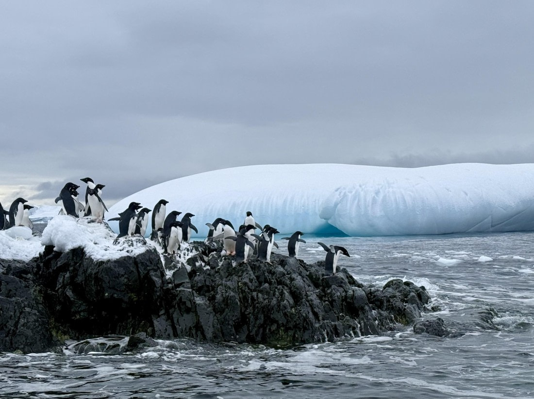 PLA32-25, Day 7, IMG_7953 © Unknown photographer - Oceanwide Expeditions.jpg