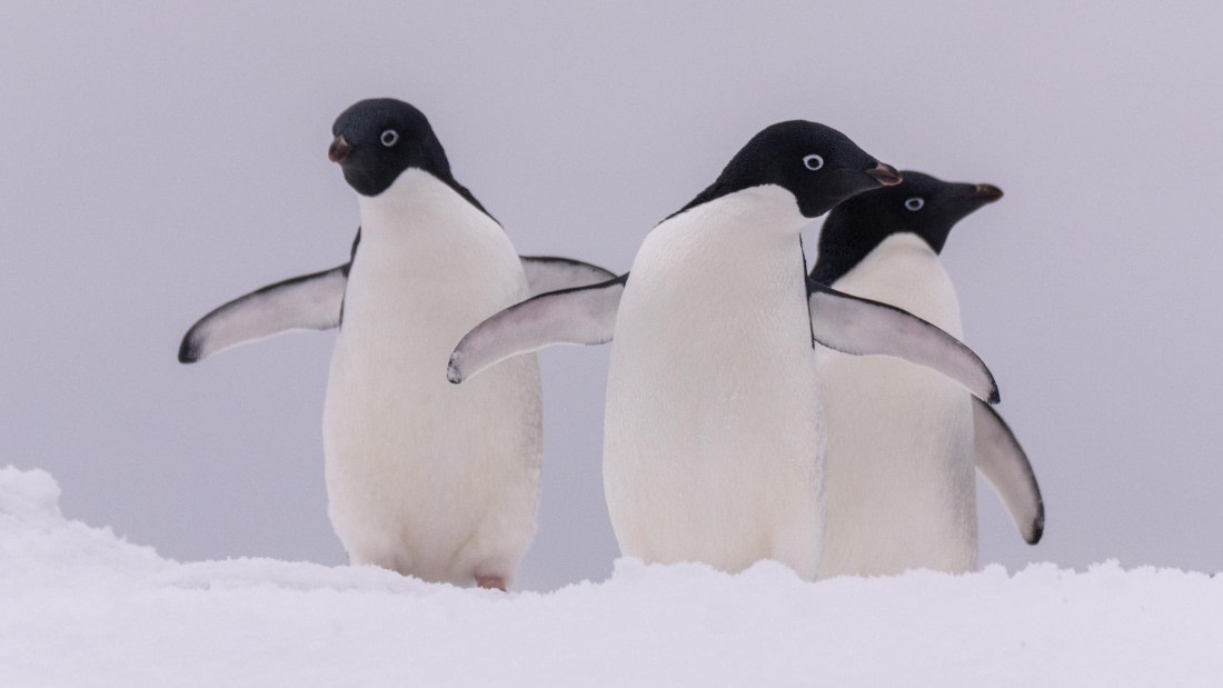 PLA32-25, Day 7, Marco_ (1) © Marco Rosso - Oceanwide Expeditions.jpg