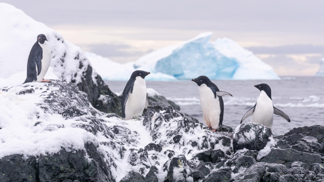 PLA32-25, Day 7, Marco_ (3) © Marco Rosso - Oceanwide Expeditions.jpg
