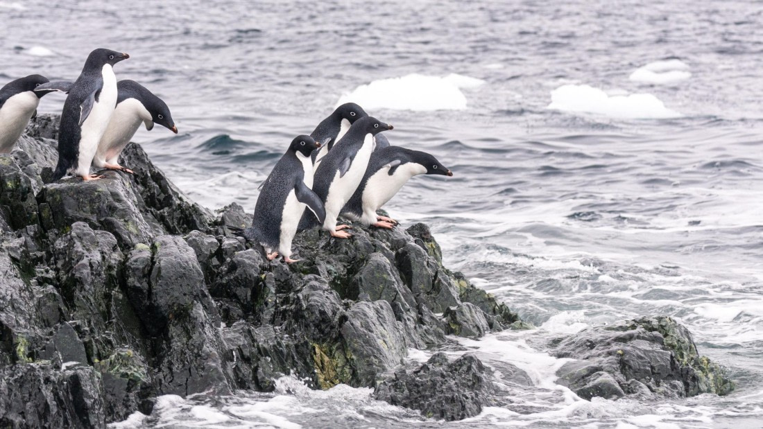 PLA32-25, Day 7, Marco_ (5) © Marco Rosso - Oceanwide Expeditions.jpg