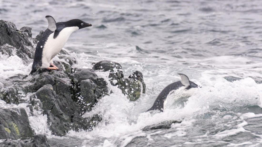 PLA32-25, Day 7, Marco_ (6) © Marco Rosso - Oceanwide Expeditions.jpg