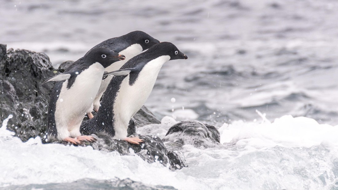 PLA32-25, Day 7, Marco_ (7) © Marco Rosso - Oceanwide Expeditions.jpg