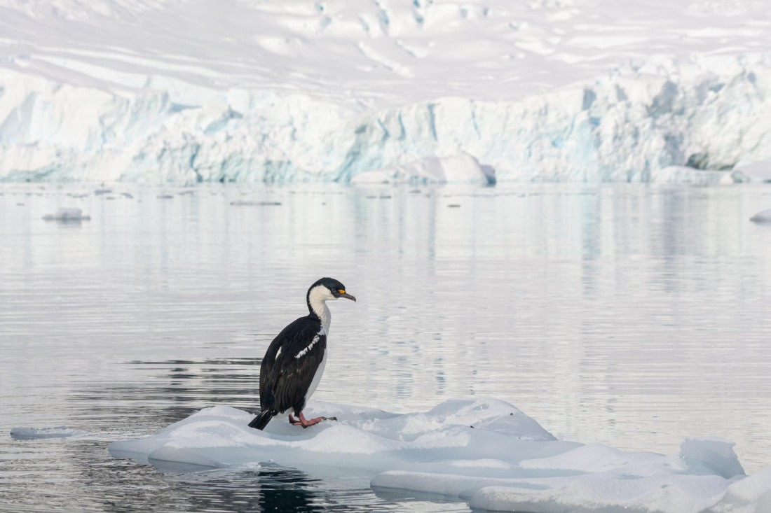 PLA32-25, Day 8, _DSC0417-Modifica © Unknown photographer - Oceanwide Expeditions.jpg