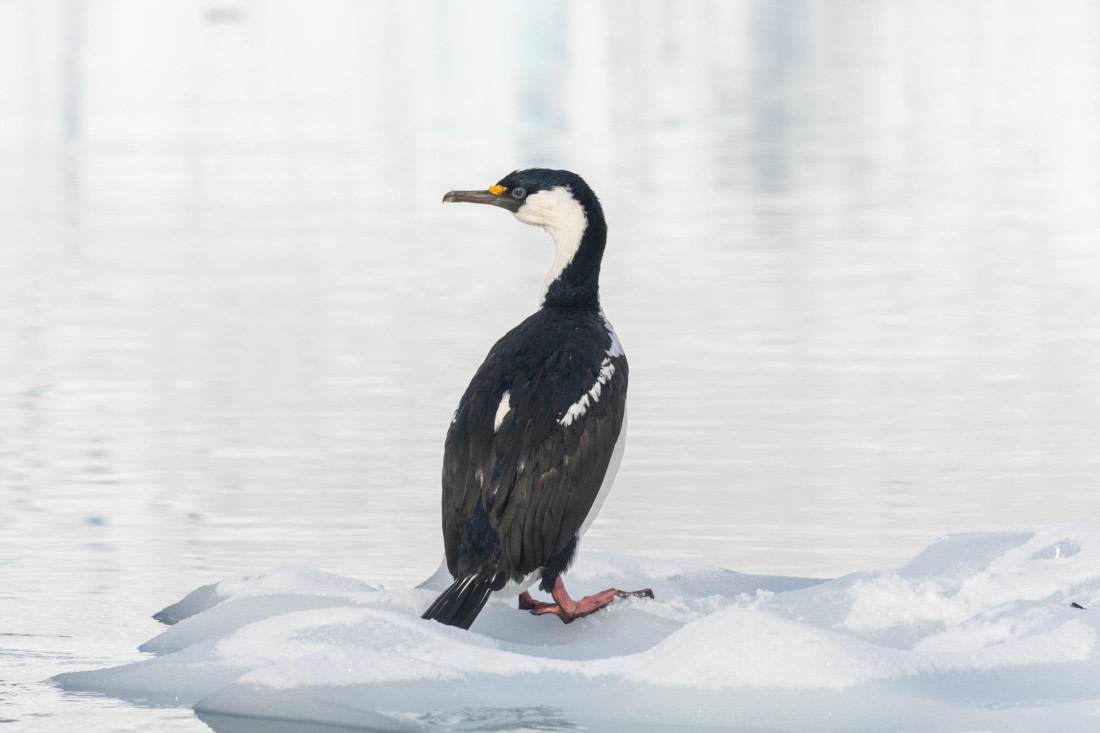 PLA32-25, Day 8, _DSC0418 © Unknown photographer - Oceanwide Expeditions.jpg