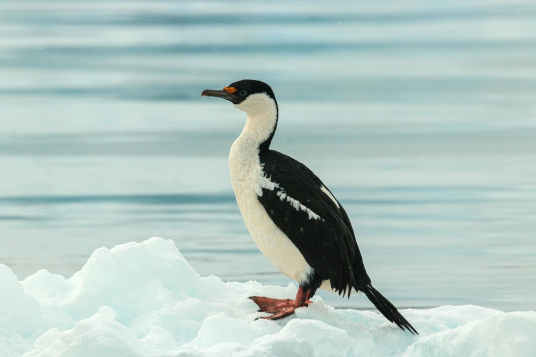 PLA32-25, Day 8, IMG_7750 © Unknown photographer - Oceanwide Expeditions.jpg
